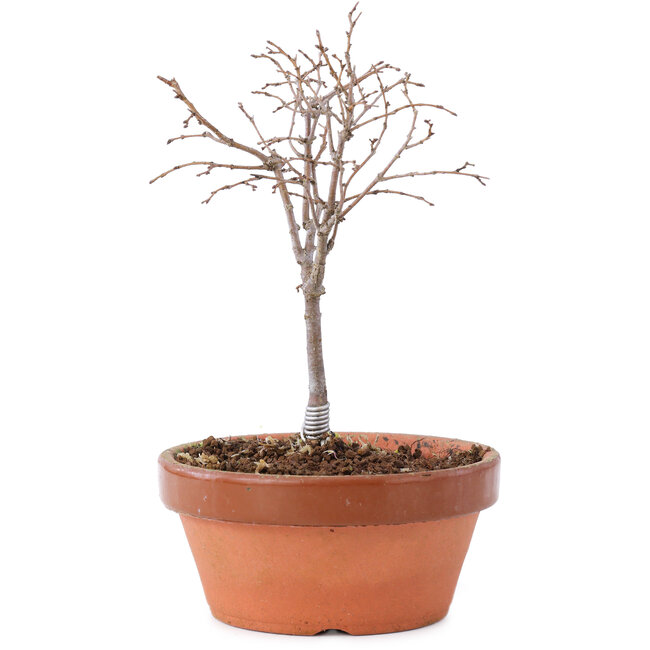 Zelkova serrata, 14 cm, ± 5 años