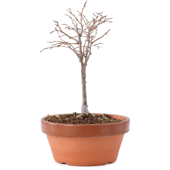Zelkova serrata, 14 cm, ± 5 Jahre alt
