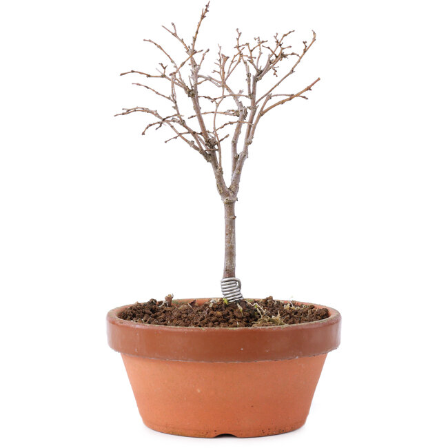 Zelkova serrata, 14 cm, ± 5 ans