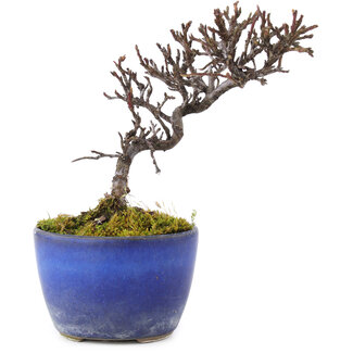 Cotoneaster horizontalis, 12 cm, ± 5 anni