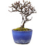 Cotoneaster horizontalis, 12 cm, ± 5 ans