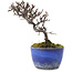 Cotoneaster horizontalis, 12 cm, ± 5 ans