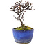 Cotoneaster horizontalis, 12 cm, ± 5 jaar oud