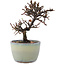 Cotoneaster horizontalis, 11 cm, ± 5 jaar oud