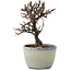 Cotoneaster horizontalis, 11 cm, ± 5 jaar oud