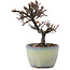 Cotoneaster horizontalis, 11 cm, ± 5 jaar oud