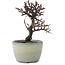 Cotoneaster horizontalis, 11 cm, ± 5 jaar oud