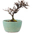 Cotoneaster horizontalis, 10 cm, ± 5 ans