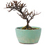 Cotoneaster horizontalis, 10 cm, ± 5 jaar oud