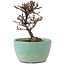 Cotoneaster horizontalis, 10 cm, ± 5 ans