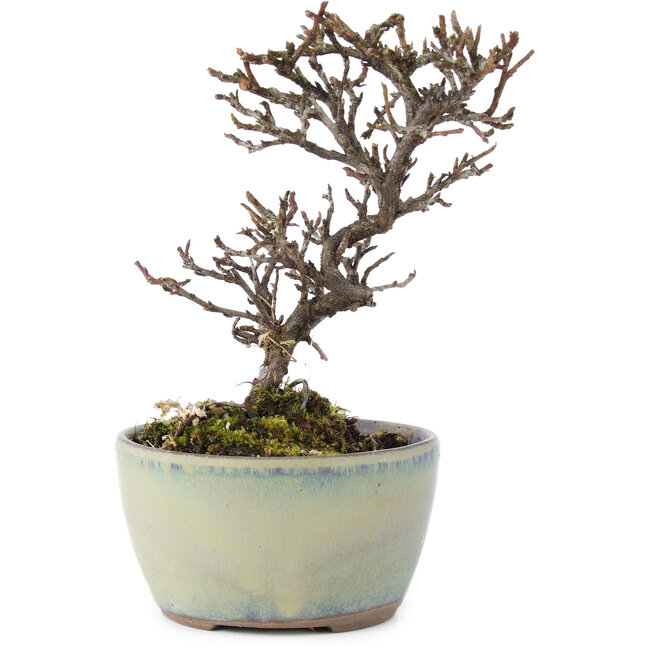 Cotoneaster horizontalis, 12 cm, ± 5 Jahre alt