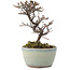 Cotoneaster horizontalis, 12 cm, ± 5 jaar oud