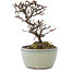 Cotoneaster horizontalis, 12 cm, ± 5 jaar oud