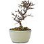 Cotoneaster horizontalis, 12 cm, ± 5 jaar oud