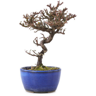 Cotoneaster horizontalis, 15 cm, ± 5 Jahre alt