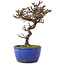 Cotoneaster horizontalis, 15 cm, ± 5 years old