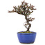 Cotoneaster horizontalis, 15 cm, ± 5 Jahre alt