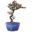 Cotoneaster horizontalis, 15 cm, ± 5 years old