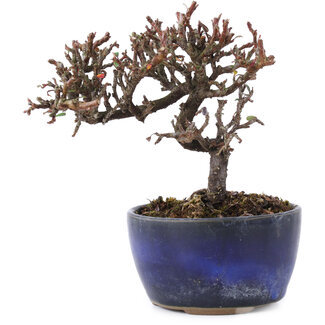 Cotoneaster horizontalis, 11,5 cm, ± 5 jaar oud