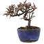 Cotoneaster horizontalis, 11,5 cm, ± 5 jaar oud