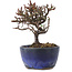 Cotoneaster horizontalis, 11,5 cm, ± 5 jaar oud