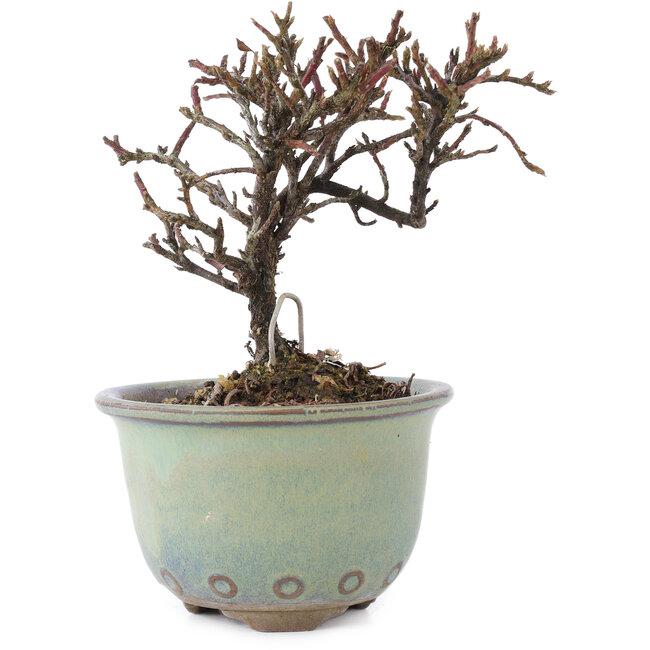 Cotoneaster horizontalis, 10 cm, ± 5 ans