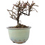 Cotoneaster horizontalis, 10 cm, ± 5 ans