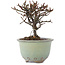 Cotoneaster horizontalis, 10 cm, ± 5 ans