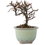 Cotoneaster horizontalis, 10 cm, ± 5 ans