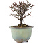 Cotoneaster horizontalis, 10 cm, ± 5 jaar oud