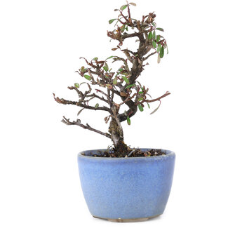 Cotoneaster horizontalis, 12 cm, ± 5 jaar oud