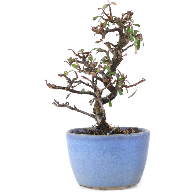 Cotoneaster horizontalis, 12 cm, ± 5 años