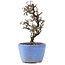 Cotoneaster horizontalis, 12 cm, ± 5 Jahre alt