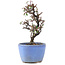 Cotoneaster horizontalis, 12 cm, ± 5 years old