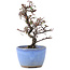 Cotoneaster horizontalis, 12 cm, ± 5 years old