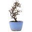 Cotoneaster horizontalis, 12 cm, ± 5 jaar oud