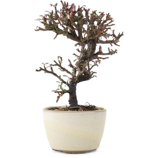 Cotoneaster horizontalis, 13,5 cm, ± 5 anni