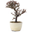 Cotoneaster horizontalis, 13,5 cm, ± 5 jaar oud