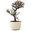 Cotoneaster horizontalis, 13,5 cm, ± 5 jaar oud