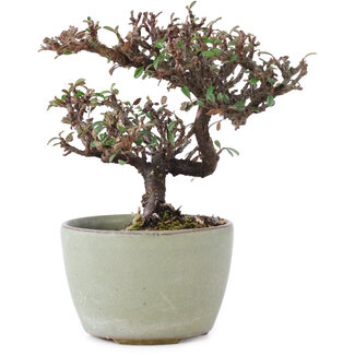 Cotoneaster horizontalis, 10 cm, ± 5 anni