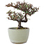 Cotoneaster horizontalis, 10 cm, ± 5 jaar oud