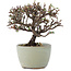 Cotoneaster horizontalis, 10 cm, ± 5 jaar oud