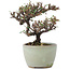 Cotoneaster horizontalis, 10 cm, ± 5 jaar oud