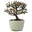 Cotoneaster horizontalis, 10 cm, ± 5 jaar oud