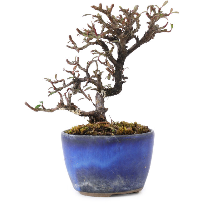 Cotoneaster horizontalis, 11 cm, ± 5 years old
