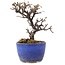 Cotoneaster horizontalis, 11 cm, ± 5 jaar oud