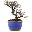 Cotoneaster horizontalis, 11 cm, ± 5 jaar oud