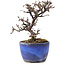 Cotoneaster horizontalis, 11 cm, ± 5 jaar oud