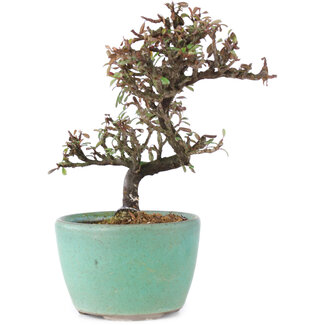 Cotoneaster horizontalis, 12 cm, ± 5 anni