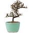 Cotoneaster horizontalis, 12 cm, ± 5 ans